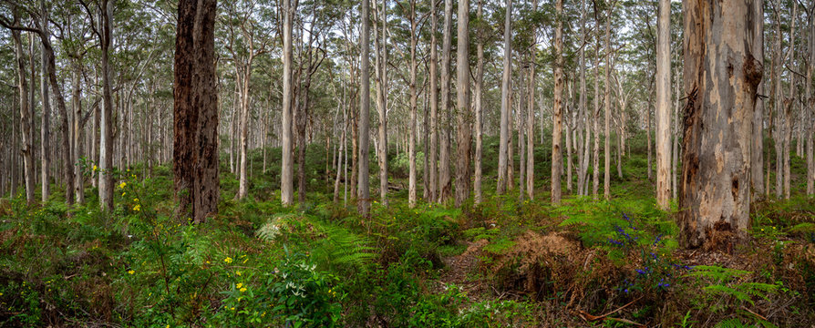 Karri Forest Panorama