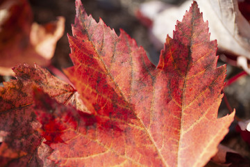 Background image of red maple leaves of autumn