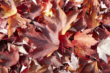 Background image of red maple leaves of autumn