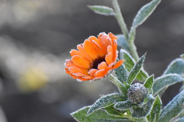 hoarfrost on a calendula flower in the morning