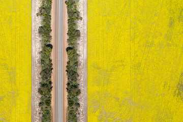 Abstract aerial top down view of a road through canola fields in the rich agricultural region of Western Australia