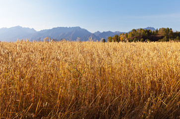 An agricultural field with ripened golden ears of grain oats on an autumn sunny day against the backdrop of the East Sayan mountain range. Siberia, Buryatia, Tunka foothill valley