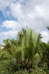 Nypa fruticans Wurmb (Mangrove Palm, Nipa Palm, Nypa Palm) on tree in mangrove forest