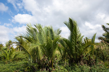 Fototapeta na wymiar Nypa fruticans Wurmb (Mangrove Palm, Nipa Palm, Nypa Palm) on tree in mangrove forest