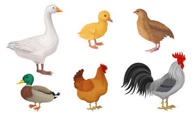 Poultry Farming Vector Collection. Detailed Vector Illustrations
