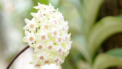 Hoya plant, acuta, Flowering is a fragrant bouquet. Apocyneceae. Inflorescence soft green flowers resembling star-shaped.