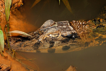 Black caiman in Amazon rainforest near Puyo, Ecuador