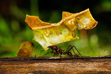 Leafcutter ant in Amazon rainforest, Ecuador