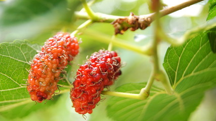 Black mulberry tree, MORACEAE, this species grows into a bouquet. When cooked, the effect will be black. Sweet and sour To eat, to make jam or to be processed into various products.