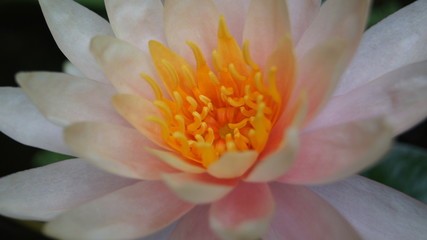 Flower of Nymphaea Colorado, Pink lotus.