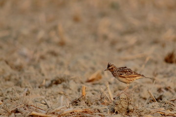 oriental skylark (alauda gulgula) in a drought-stricken field, countryside of west bengal in india