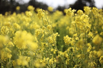 Obraz premium 菜の花