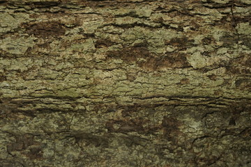 old wood background