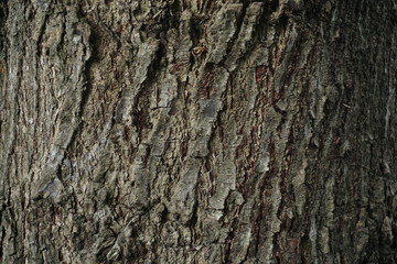 old wood background