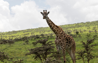 Eating giraffe in savannah