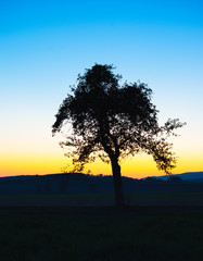 Fototapeta na wymiar tree silhouette in sunset against clear sky