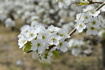 Pear flower in full bloom in spring