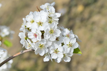 Pear flower in full bloom in spring