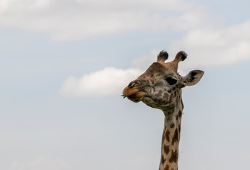Eating giraffe in savannah
