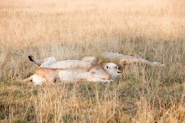 Naklejka na ściany i meble Lions laying down in the afternoon sun - Africa