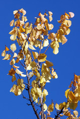 Golden leaves on a background of blue sky