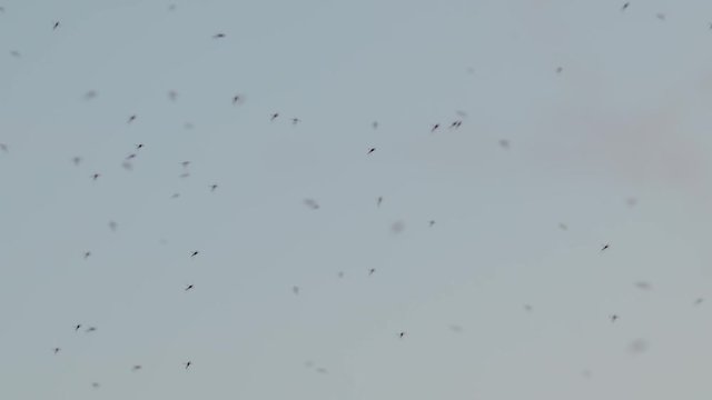 Swarm Of Many Mosquitoes Against The Sunset Sky In The Evening. The World Of Animals And Insects In The Arctic Tundra. Summer In The Far North. Chukotka, Siberia, The Far East Of Russia.