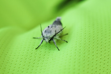 Butterfly pest plants. Shaggy white butterfly with undeveloped wings on a background of light green fabric.