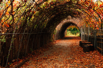 Autumn red maple leaves tunnel