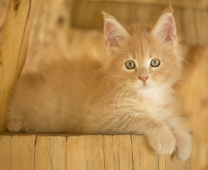 Maine Coon kitten