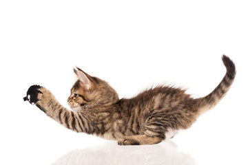 Maine Coon kitten © 2002lubava1981