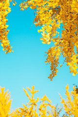 Autumn yellow ginkgo trees with blue sky