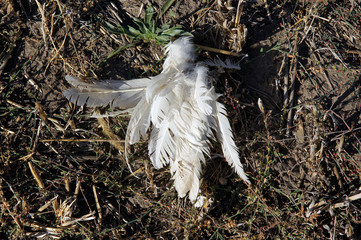 Fox killed the chicken © Volodymyr