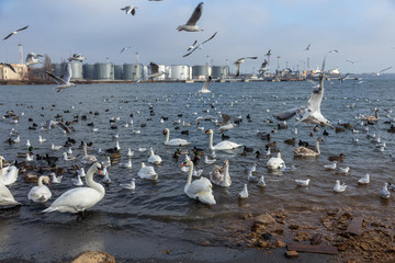 Beautiful swans and wild ducks surrounded by a flock of seagulls swim in the ice-free sea estuary in winter. A place for wintering swans. Swan Lake. Wintering of waterfowl