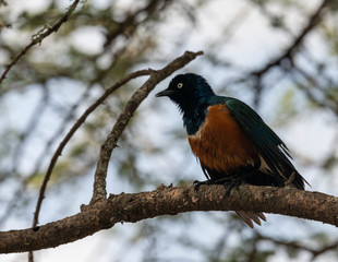  Tricolor starling (Lamprotornis superbus)