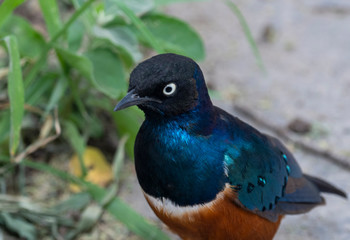 Tricolor starling (Lamprotornis superbus)