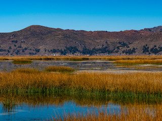 Views to Natural Reseve in Lake Titicaca. Protected area with plants and fauna. Puno region, Peru.