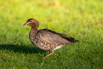 Maned Duck in Australia