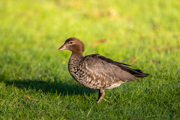 Maned Duck in Australia