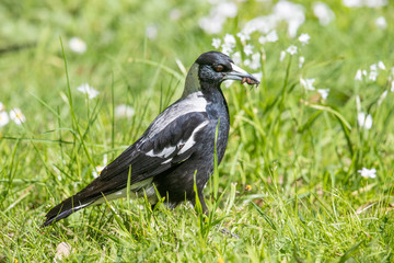 Australasian Magpie in Victoria