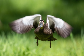 Pacific Black Duck in Australia