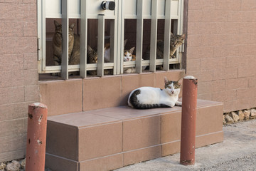 A Pack of Cats Resting Behind the Bars of a Window on a Street in Malta