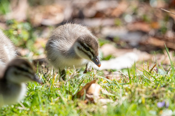 Maned Duck in Australia