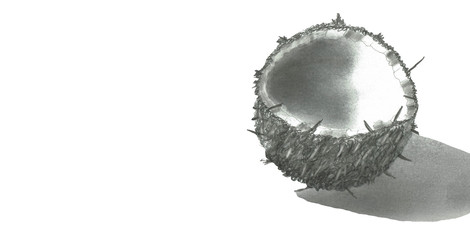 Coconut with Copy Space, Pencil Drawing