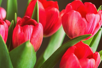 Bouquet of beautiful tulips on a sunny day closeup, retro style