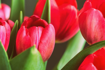 Fototapeta premium Bouquet of beautiful tulips on a sunny day closeup, retro style