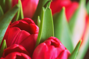 Fototapeta premium Bouquet of beautiful tulips on a sunny day closeup, retro style