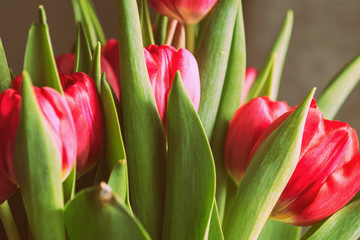 Bouquet of beautiful tulips on a sunny day closeup, retro style