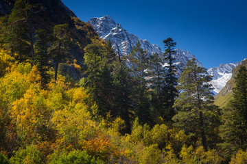 The Rocks and Trees. Gold autumn