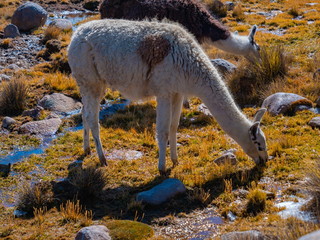 Wild Vicugnas in brown and white hair. Vicugn is a south american camelid which live in the high alpine areas.  National Reserve of Salinas y Aguada Blanca. of Arequipa Region, Peru