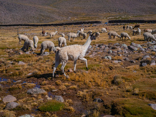 Fototapeta premium Wild Vicugnas and Alpacas grazing in Peruvian Andes. National Reserve of Salinas y Aguada Blanca. of Arequipa Region, Peru